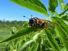 Trichiosoma triangulum