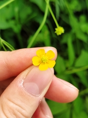 Ranunculus acris