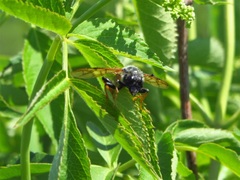 Trichiosoma triangulum