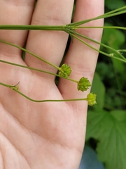 Ranunculus acris