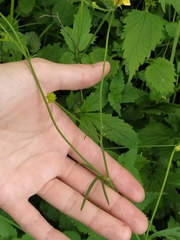 Ranunculus acris