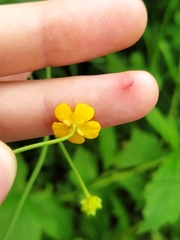 Ranunculus acris