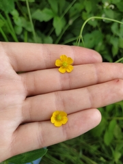 Ranunculus acris