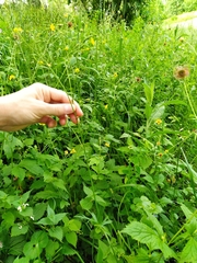 Ranunculus acris