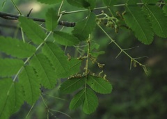Pristiphora geniculata