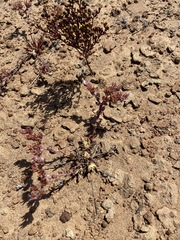 Dudleya crassifolia