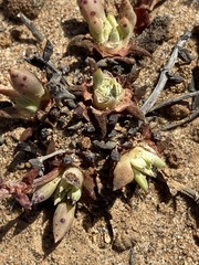 Dudleya crassifolia
