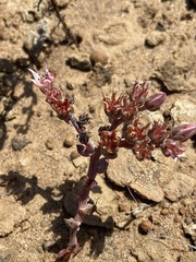 Dudleya crassifolia