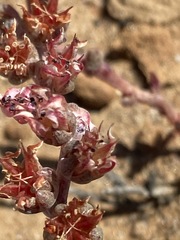 Dudleya crassifolia