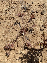 Dudleya crassifolia