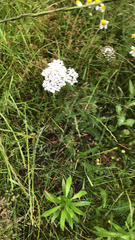 Achillea millefolium