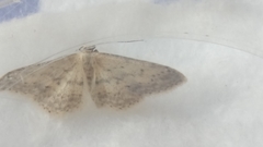 Idaea seriata