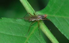 Nerioidea