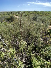 Salvia brandegeei