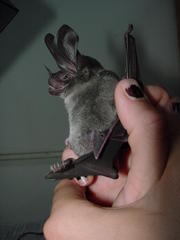White-Throated Round-Eared Bat photo 5