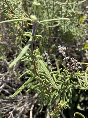 Salvia brandegeei