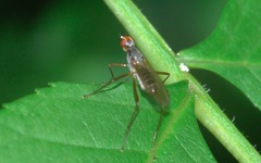 Nerioidea
