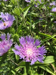 Stokesia laevis