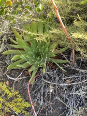 Dudleya ingens