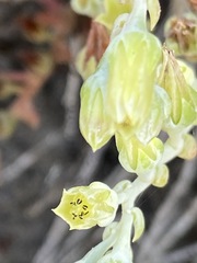 Dudleya ingens