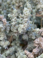 Atriplex julacea