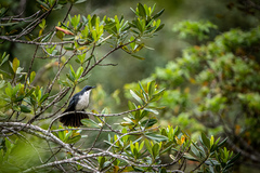 Melanotis hypoleucus