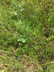 Monardella purpurea