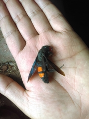 Pygodasis ephippium ephippium