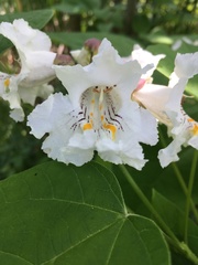 Catalpa speciosa