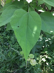 Catalpa speciosa