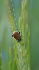 Chaetopteroplia segetum