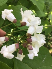 Catalpa speciosa