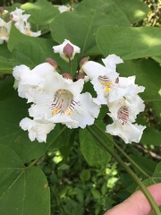 Catalpa speciosa