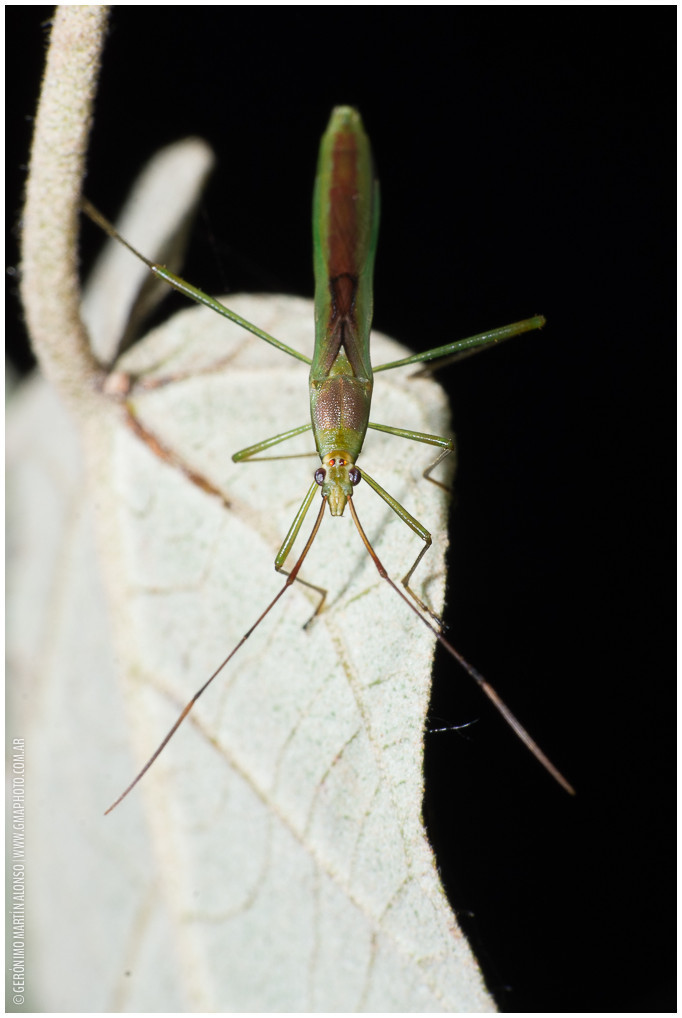 Stenocoris furcifera