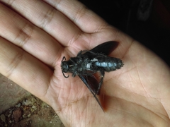 Pygodasis ephippium ephippium