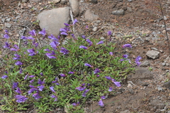 Penstemon cardwellii
