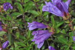 Penstemon cardwellii