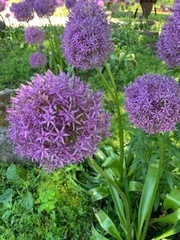 Allium giganteum