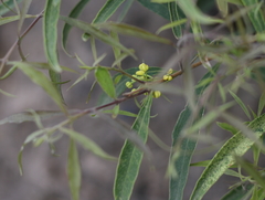 Notelaea ipsviciensis