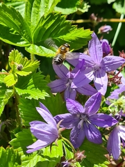 Megachile