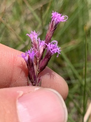 Liatris acidota