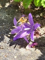 Megachile