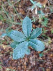 Berberis ilicifolia