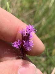 Liatris acidota