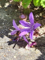 Megachile