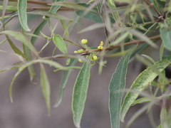 Notelaea ipsviciensis