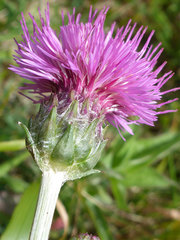Cirsium tuberosum