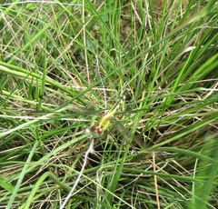 Erythrodiplax umbrata