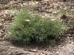 Notelaea ipsviciensis