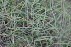 Notelaea ipsviciensis